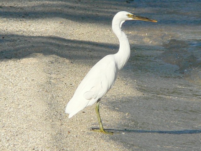42- Echassier au bord de la plage 